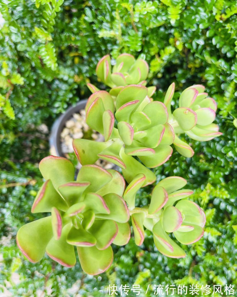 4种花不能淋雨,一淋就黑腐烂根,最后只剩个空盆