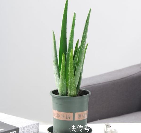 花卉|6种漂亮花,冬天“虐一虐”,少浇水多晒晒,越养越好看