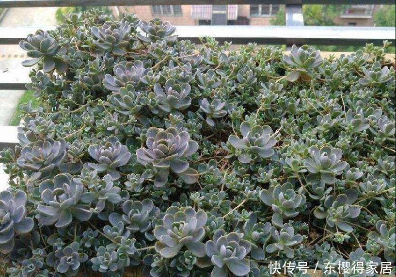 多肉中的“战斗鸡”,寒冬腊月也疯长,一年长成小老桩