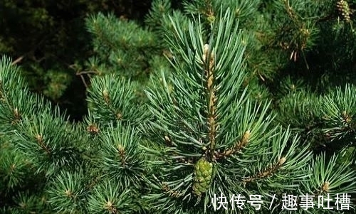 题小松!李商隐和杜荀鹤这两首诗写小松,是纯粹的咏物诗吗