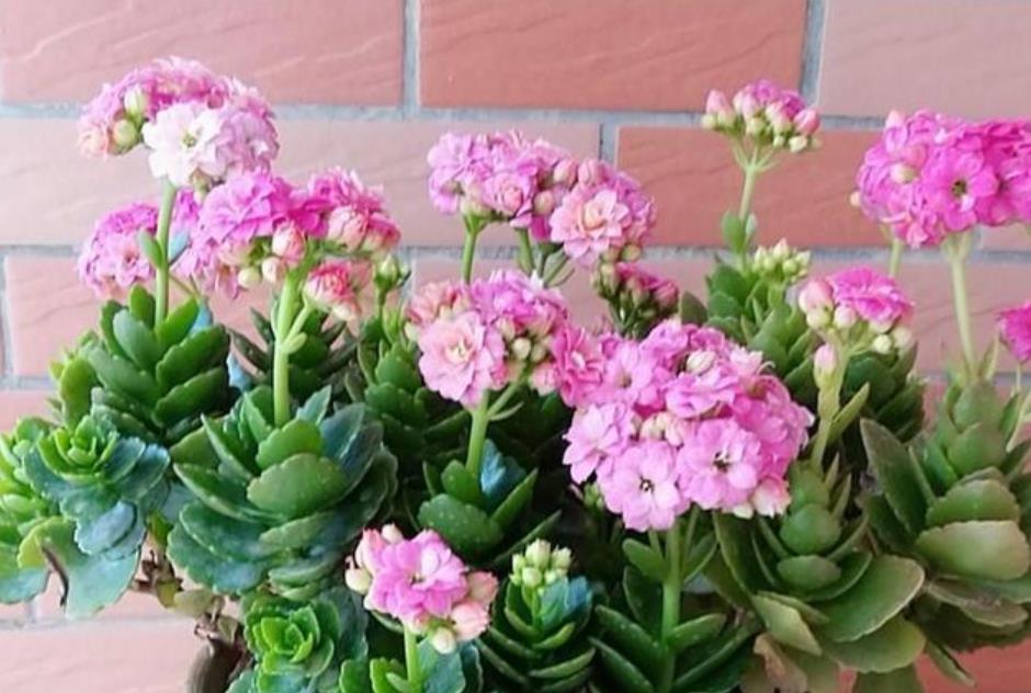 养花就养这几款,一年四季都开花,花开一茬又一茬,超漂亮