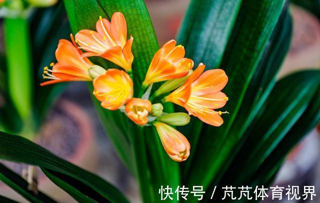 君子兰有“4怕2不喜”,难怪总也养不好,新手看了能规避