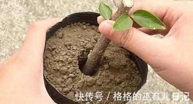 扦插植物不生根，教你6招小技巧，生根快，成活率倍增