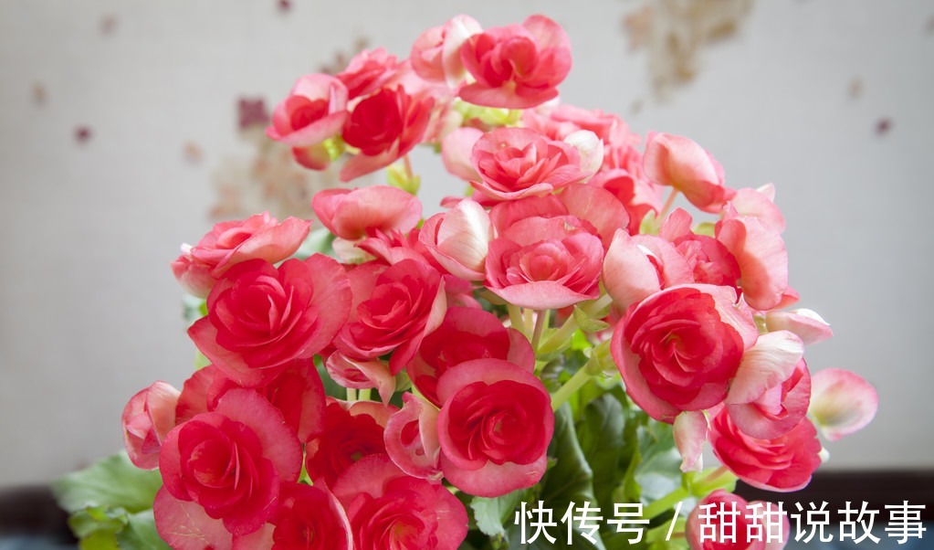 最适合新手养的3种花，沾土就能活，开花就爆盆，不易生病好养护