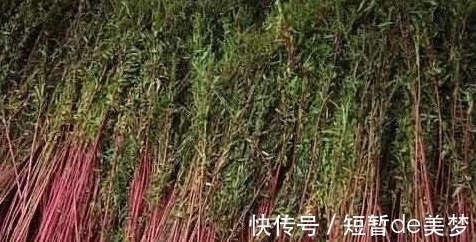 赶黄草|农村这种野草很常见, 殊不知它对醒酒护肝有良效！