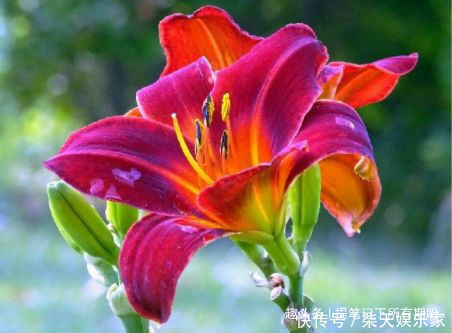 月季|“高端月季”土星王阳台，丰腴婀娜，美丽怡人，可以说是养花必备