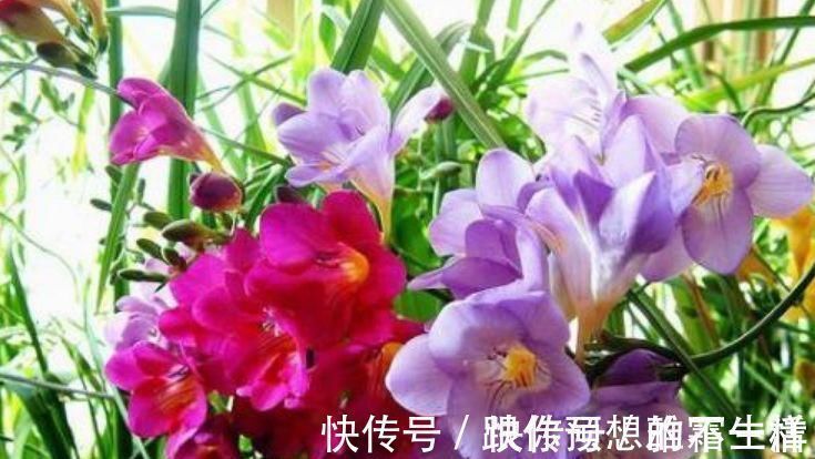 香雪兰|家里就养4种花，妖艳妖娆，层层交叠，烂漫迷人眼