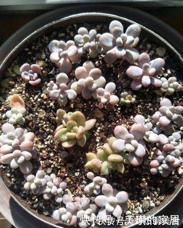 多肉叶片扦插繁殖,利用懒人法,长势旺盛,一盆变几十盆