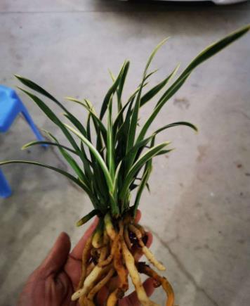 兰花|买到裸根带花的兰花苗,1步操作必须做,不然延缓生长,甚至枯死