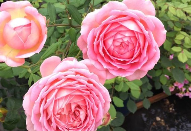 此花漂亮不输牡丹，香味超过茉莉，养一盆花香四溢，家中种植必备