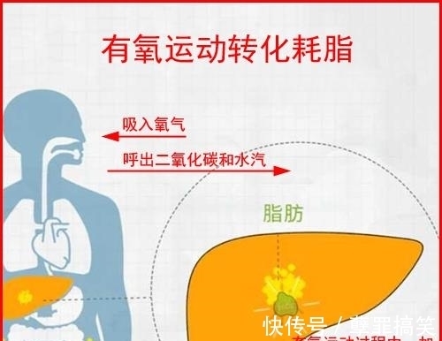 脂肪|慢跑一小时出了汗，就能减掉体重了？