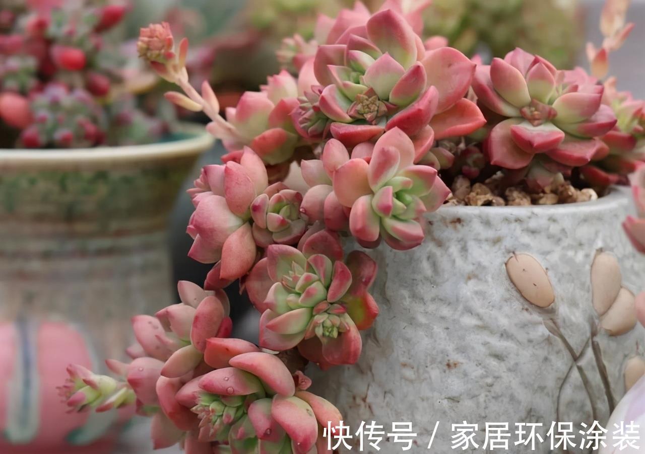 花友|养多肉3年顺风顺水,多亏选了6种大普货,现在全是大老桩