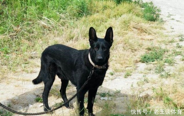 体内有狼的基因的5种狼犬 能力和智商出色 第五种能跟德牧抗衡 快资讯