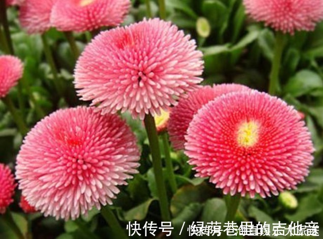 种花|1种花,开花“似绒球”,比太阳花更好看,好养易活,能开一春夏