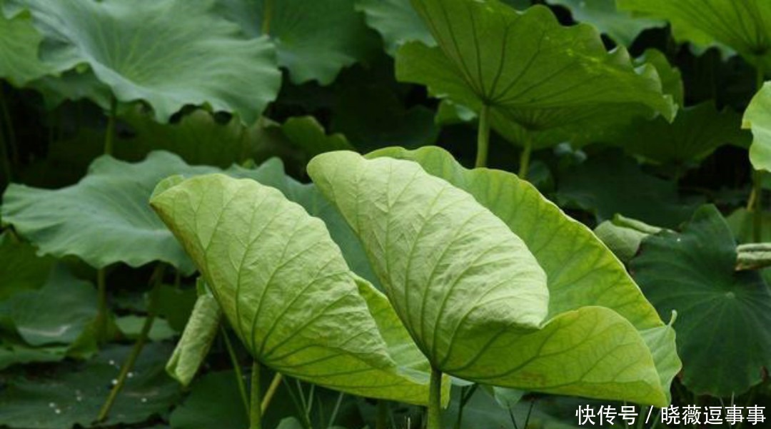 不会泡妞的男生应该学李商隐,看他如何追女票,用一首诗打动美人