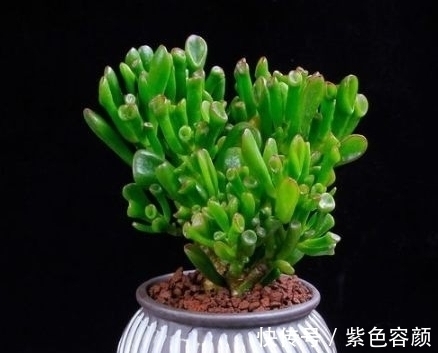 生长期|养不好多肉应该是踩了这6坑,怪不得肉肉不是养残就是黑腐烂根