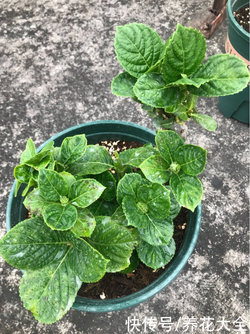 春天了,3种花要苏醒,准备修剪施肥浇水了