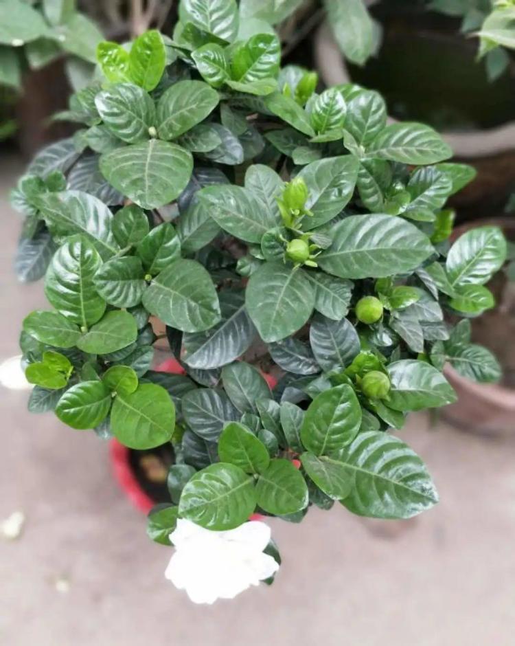 公认的难养花,买一盆死一盆,原来是被动了手脚…