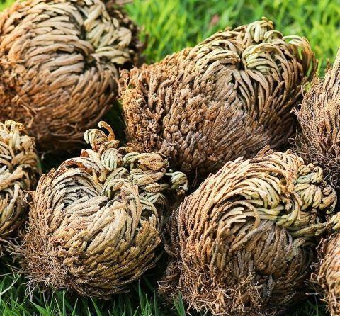 叶子|九种养不死的花，绿萝只能排最后一名，再养不活只能买假花了