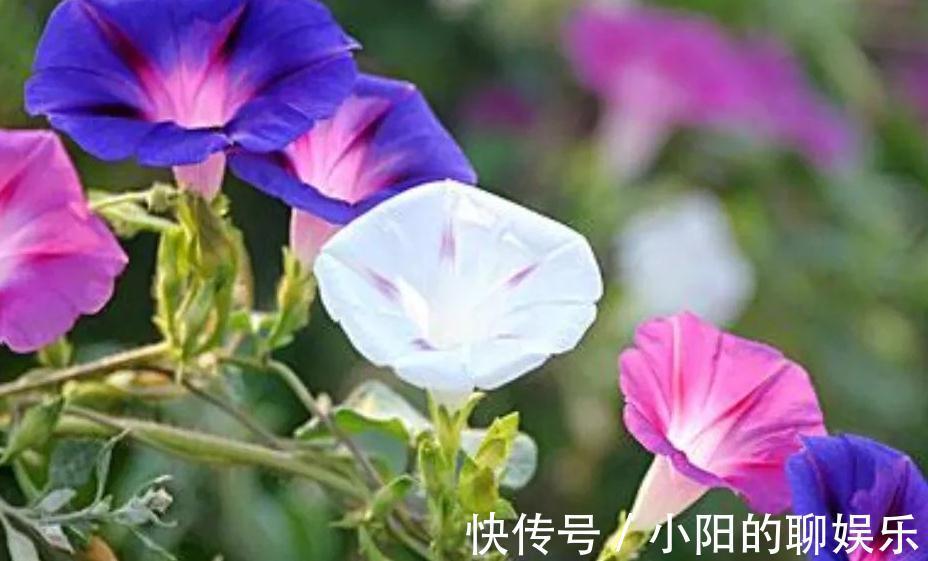 有个院子我只栽4种爬墙花,靠天吃饭就能开满一墙花