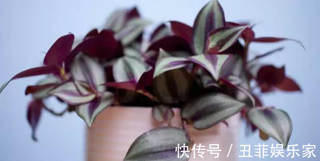 这3种吊兰千万别这么养,不然疯长爆芽,控制不住!