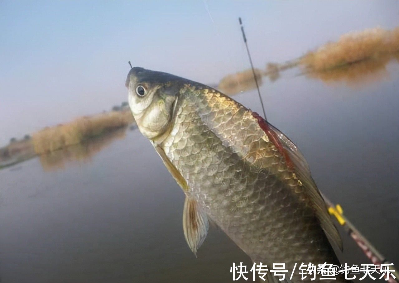 冬季钓不到鱼？分享6个冬季钓鲫鱼的垂钓技巧