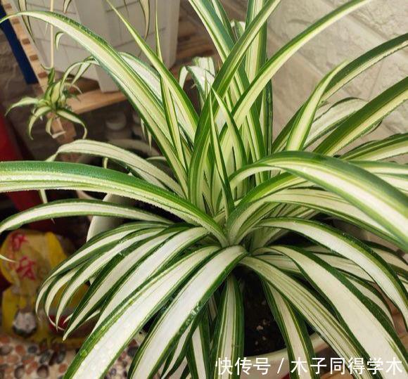 养花施肥不用多,3种肥料管一切,叶子油亮花开多