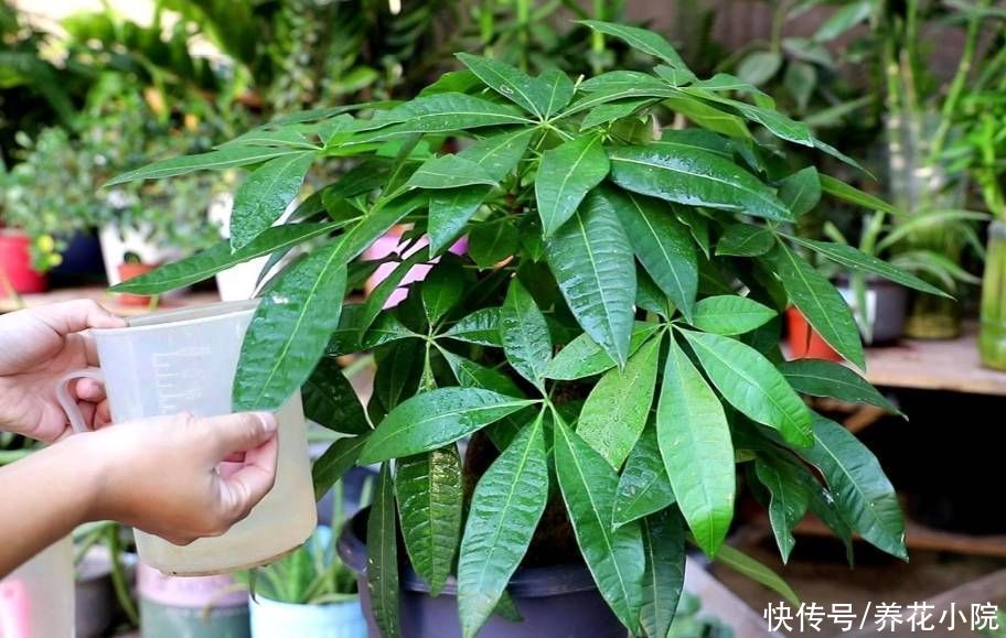 君子兰|6种花怕水涝，浇水太勤总也养不好，不是烂根就是黄叶