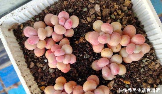 这3款多肉，叶片粉嫩嫩，自带少女风，居家盆栽看着真撩人