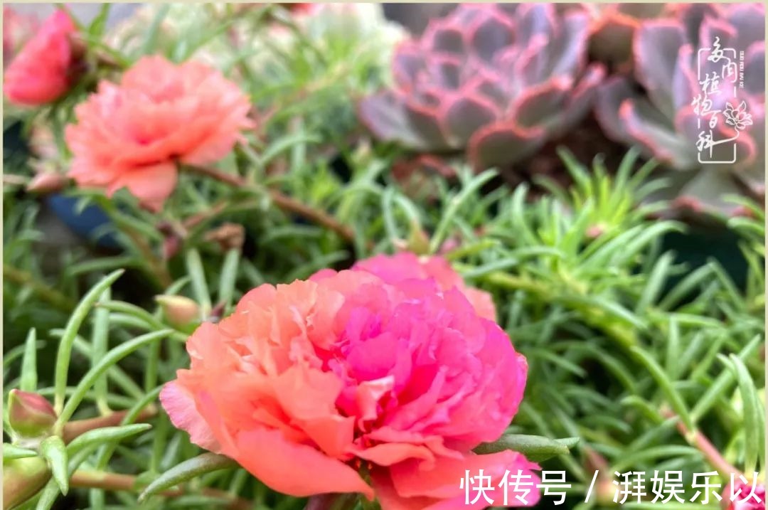 遇见即美,花事未荼蘼!种一桌子多肉,看花开花落!