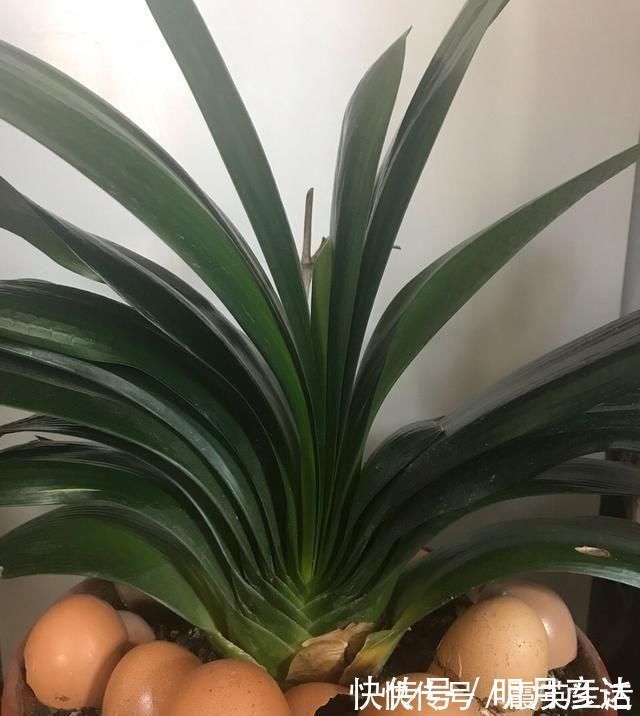 营养成分|养了多年花,才知道鸡蛋壳这么处理,不生虫、肥效足,养啥啥旺