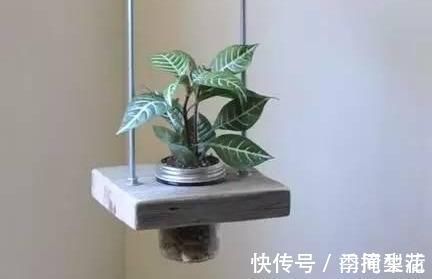 花盆|除了花盆之外,这些东西也是绝佳的养花神器,你用过吗?