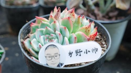 时光荏苒，让多肉成为你的诗和远方