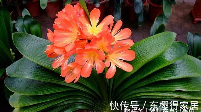 君子兰|九月养君子兰,三个位置补点水,“新叶稠密”单次绽放上百朵!