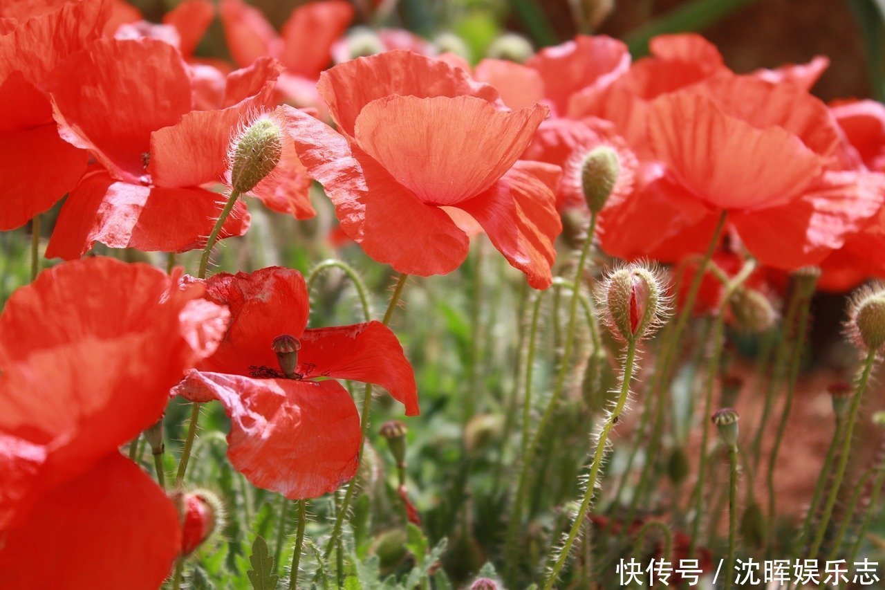 鸦片花|此花是中国禁种植物，被古埃及称为神花，在欧中象征着和平之意