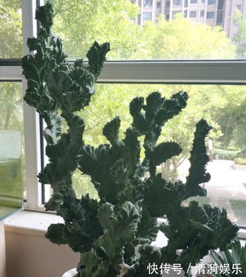 在家就养四种花，名字好听还旺运，简单养护一下，蹭蹭长爆盆