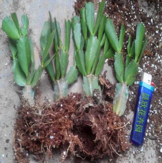 趁这个秋天,在家扦插6种花,一插就能活,一活就爆盆