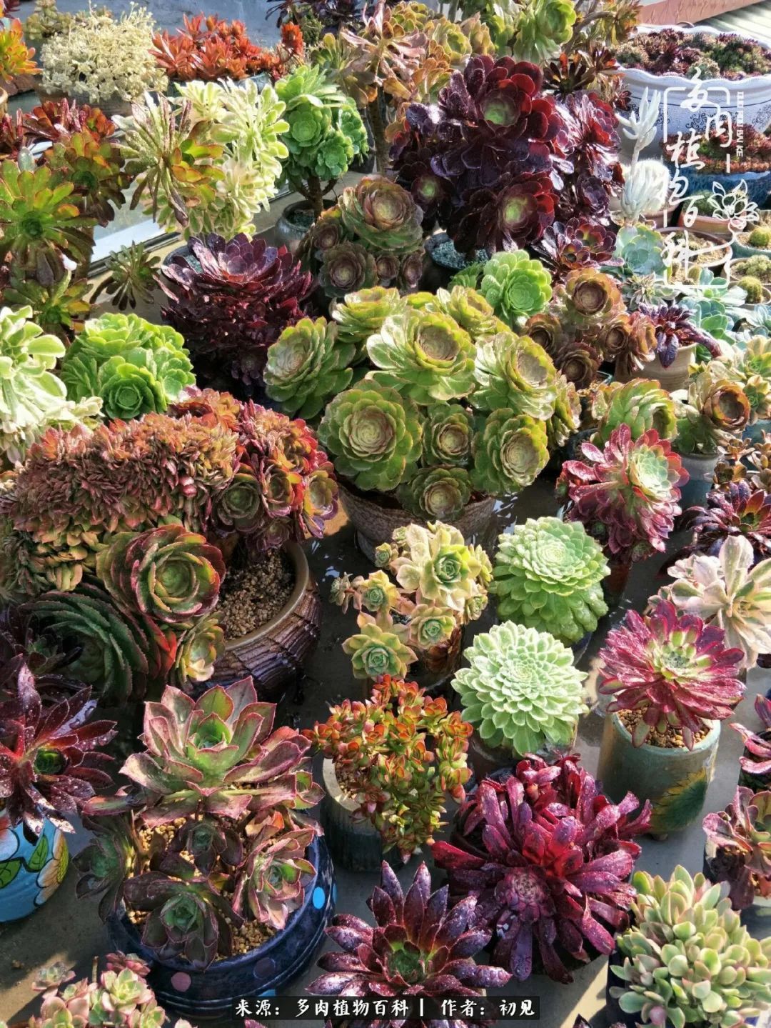 养多肉四周年,从初见到爱恋!幸福一直藏在浅薄的日子里!