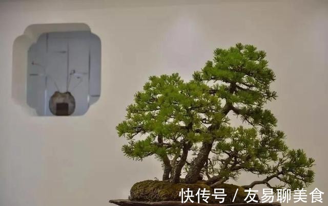 家庭盆景正确的摆放姿势,从4个方面来考虑,解决盆景放置的窘境