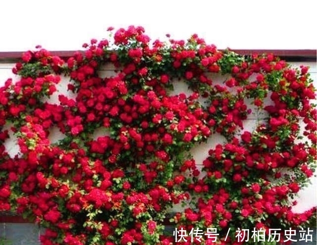 庭院|理想的生活,一定要有一个种满花植的庭院,经过自己精心打造