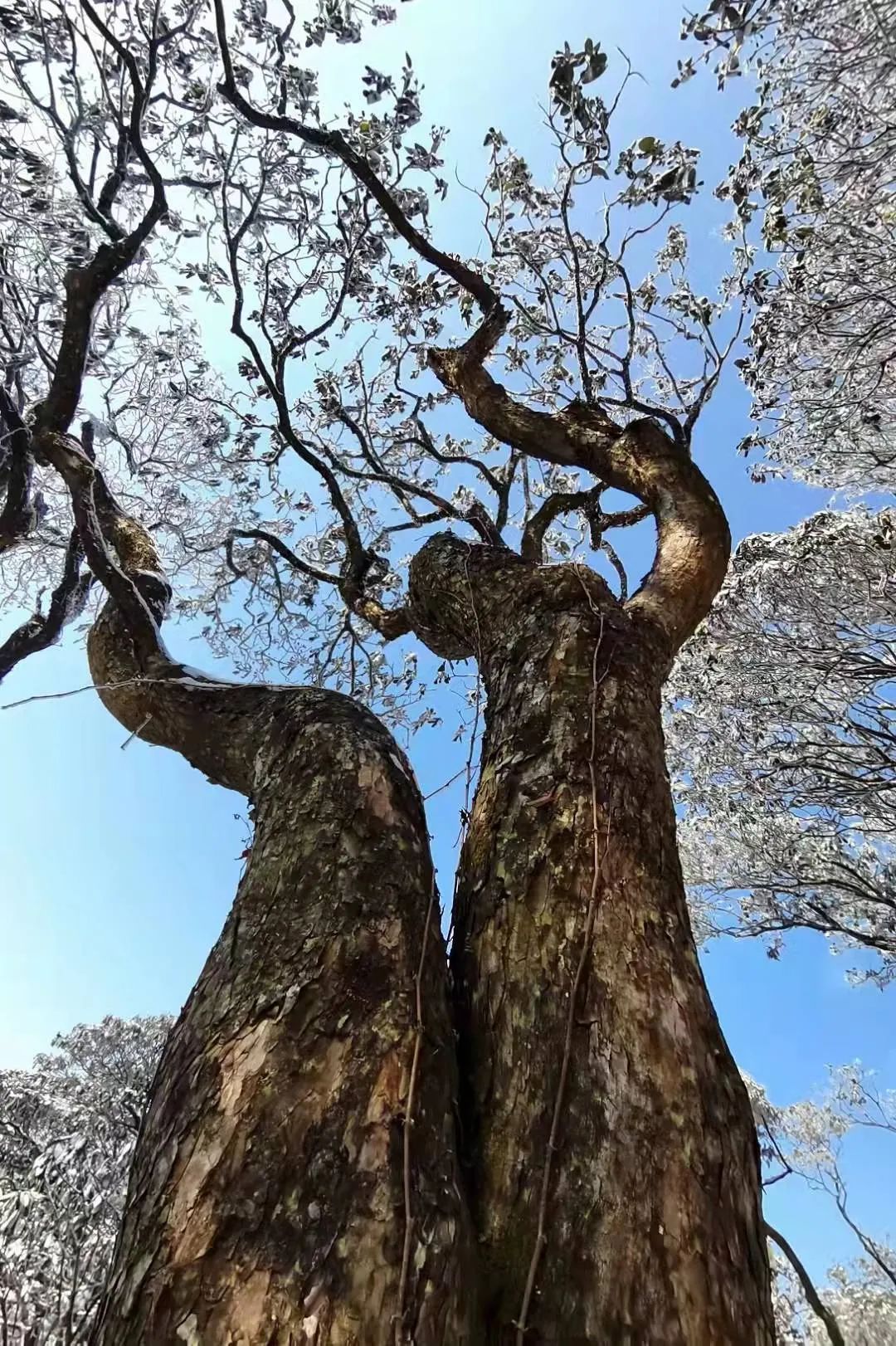 美景|华顶迎今年首场雾凇！天台山美景刷爆朋友圈！