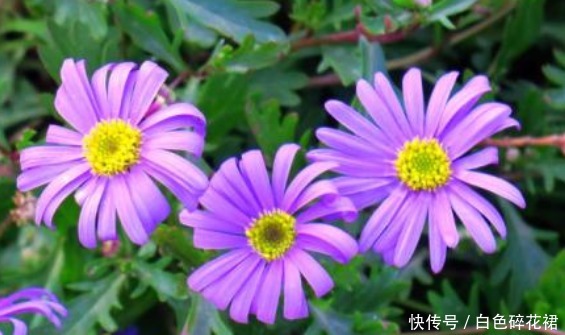 迷人|这5看花最好养,花开繁盛又迷人,花香清新怡人,养在家美爆夏天