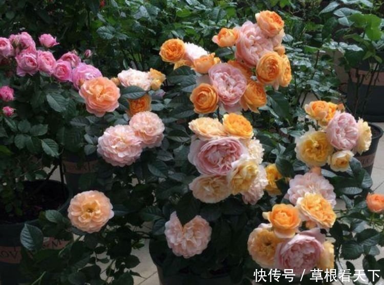 4种花适合夏天养，开花爆盆花期长，花色鲜艳，适合种在庭院观赏