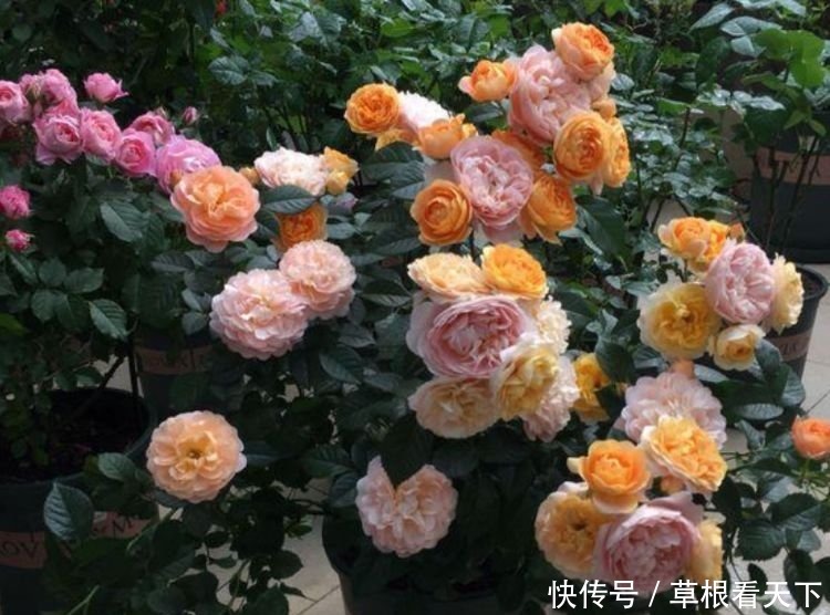 4种花适合夏天养,开花爆盆花期长,花色鲜艳,适合种在庭院观赏