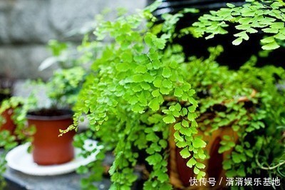 种花|养此5种花，夏季就像“水桶”，浇水越多、长得越旺