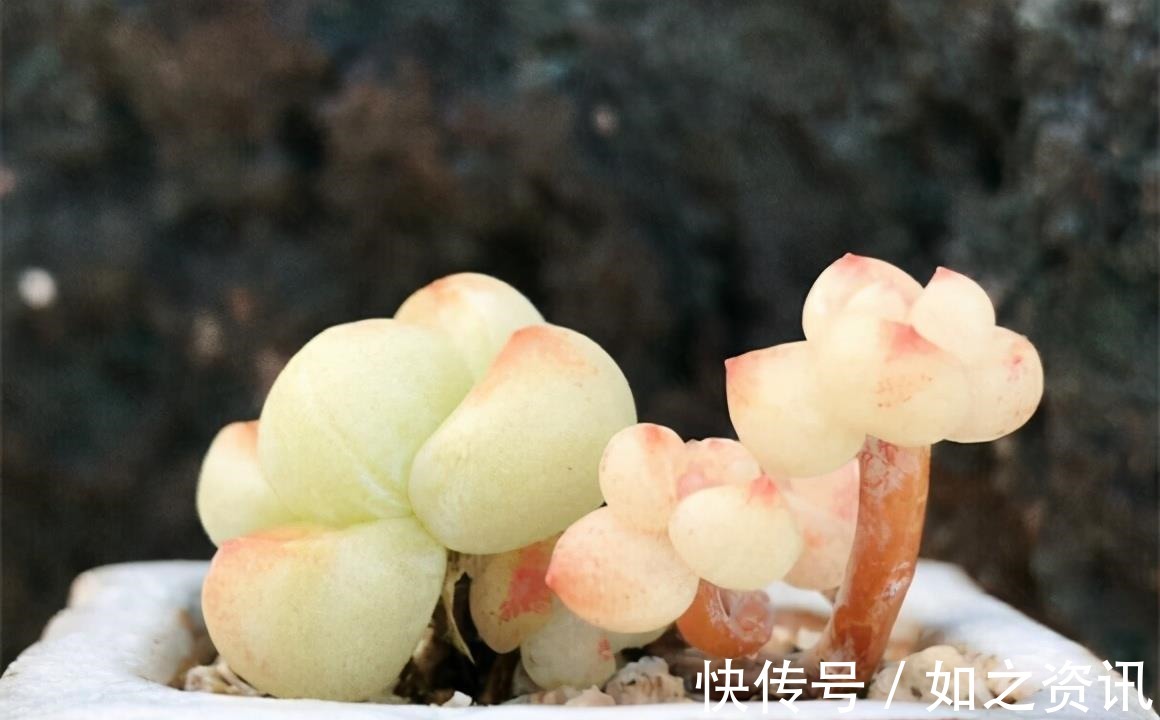 夏天养多肉,防晒并不是最重要的,做好这4件事就能少收空盆