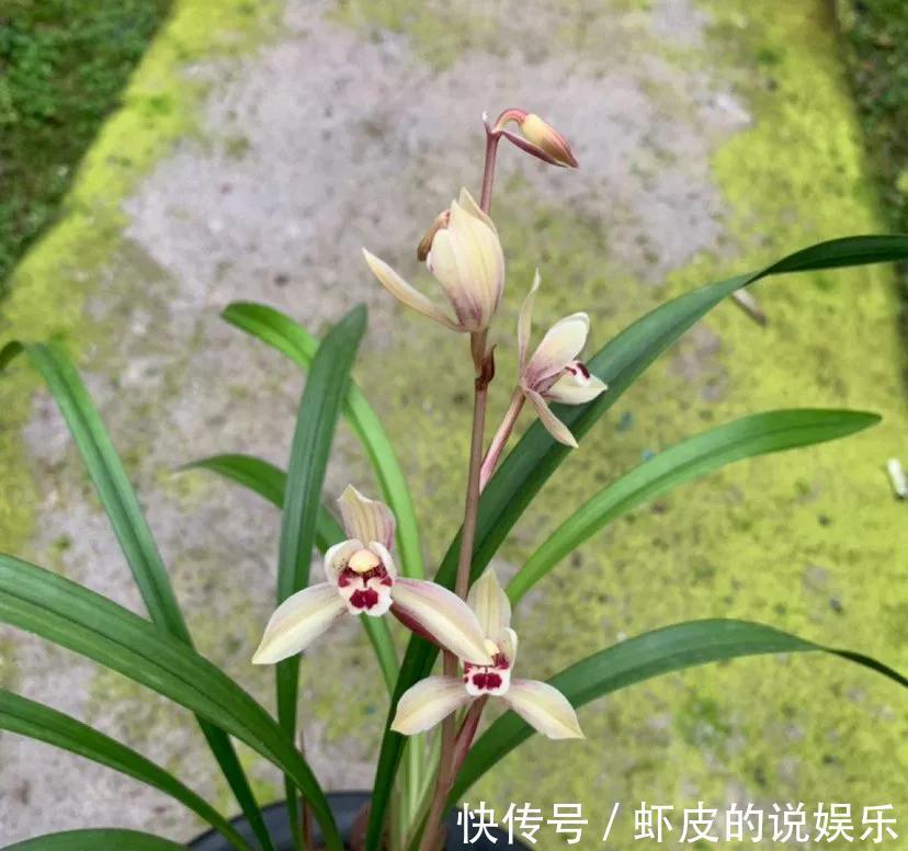 兰花口味比较重，爱喝这种水，花朵多姿又灿烂，很好看