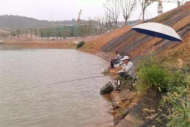 不管钓鲫鱼、鲤鱼还是草鱼,只要使用这款饵料就够了,四季通用!