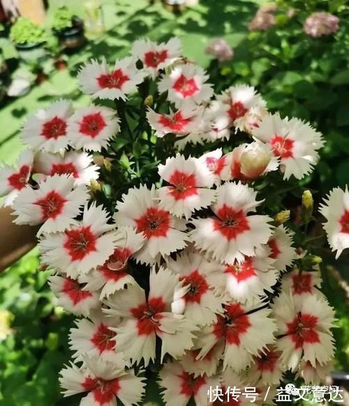 邻居李爷爷,用一堆垃圾养花,不到一年,阳台变成小花园!