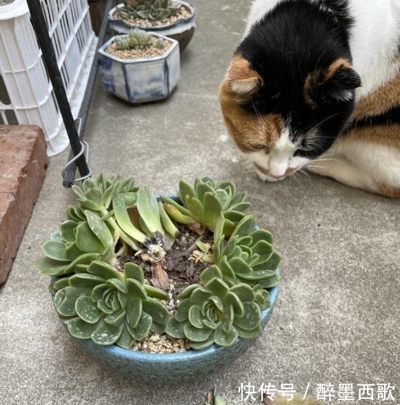 夏天养多肉,必做这3点,否则就黑腐!原来露养多肉也有缺点